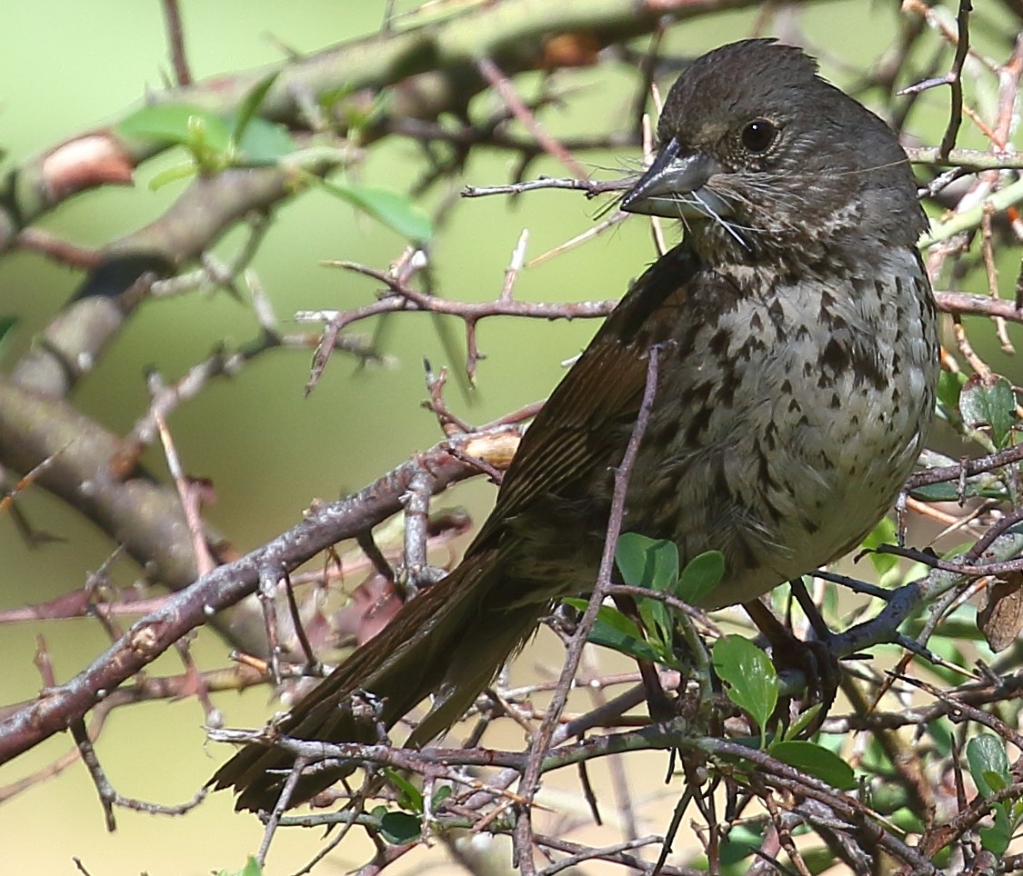 Fox Sparrow (Thick-billed) - ML105790121