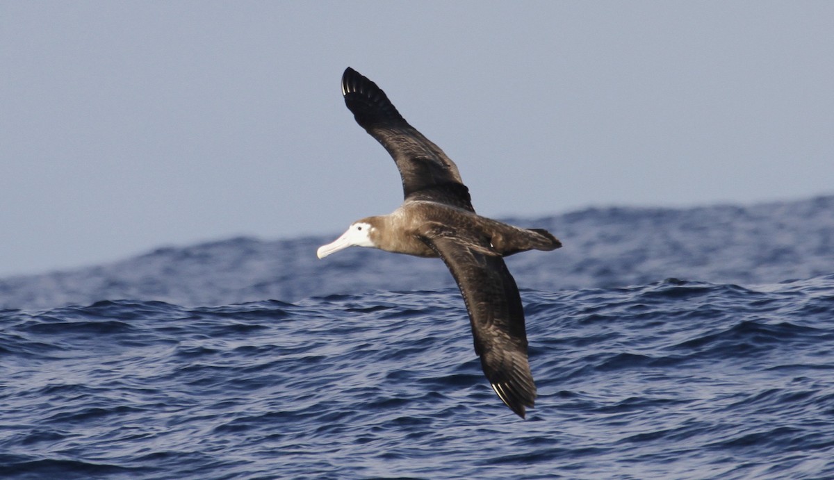 Snowy/Tristan/Antipodean Albatross - ML105790571