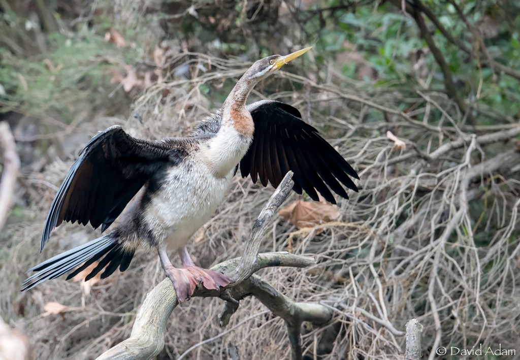 Austral-Schlangenhalsvogel - ML105791021