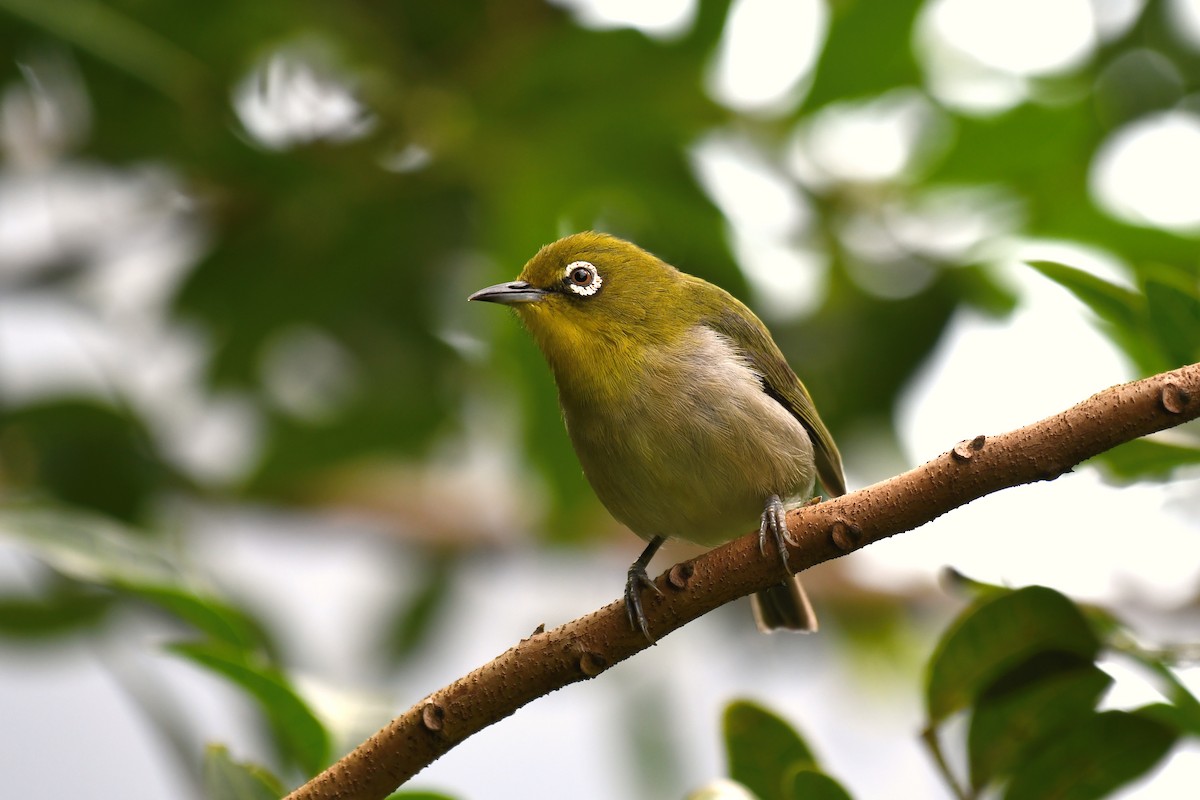 Warbling White-eye - Sam Miller