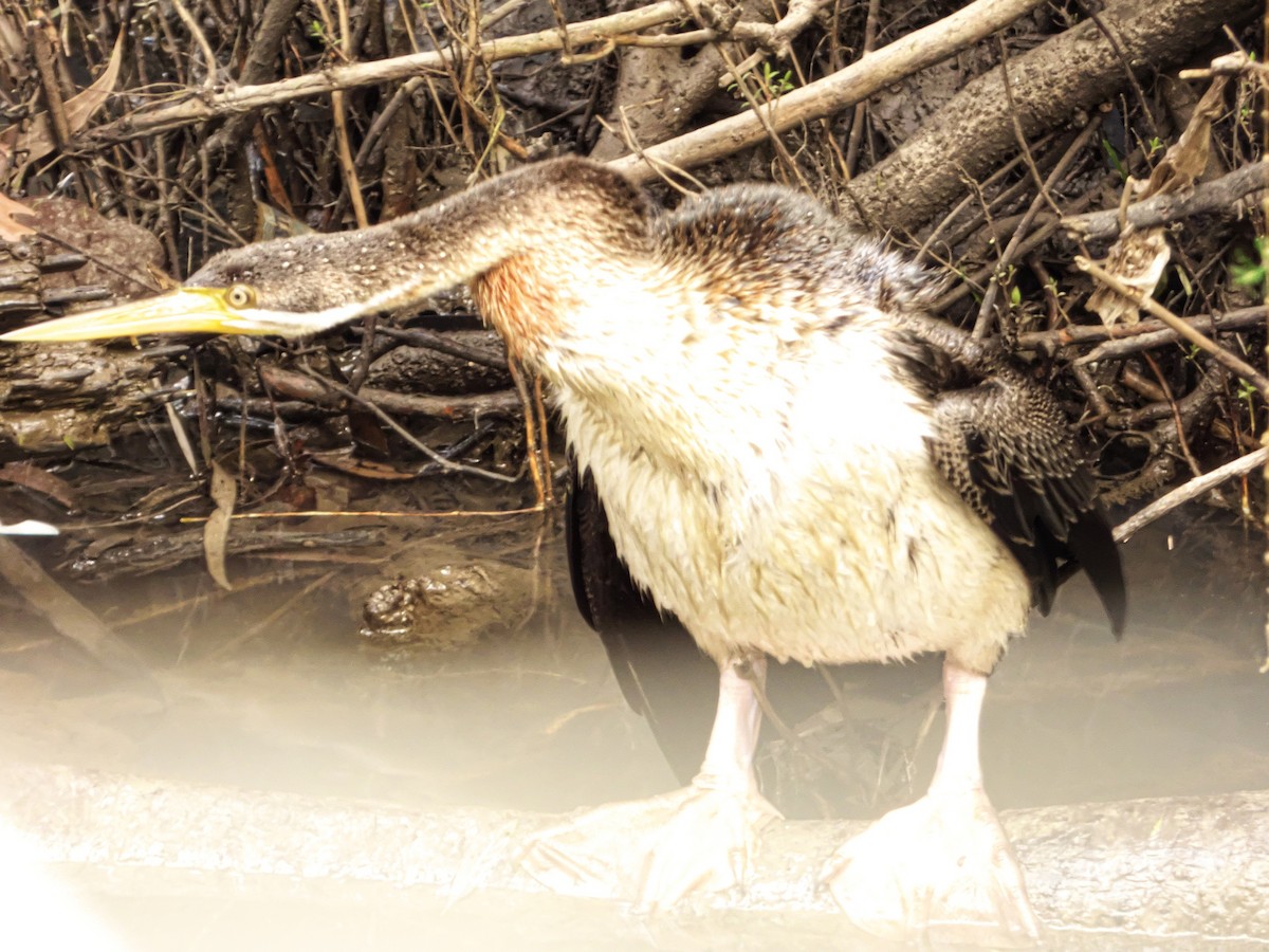 Austral-Schlangenhalsvogel - ML105791651