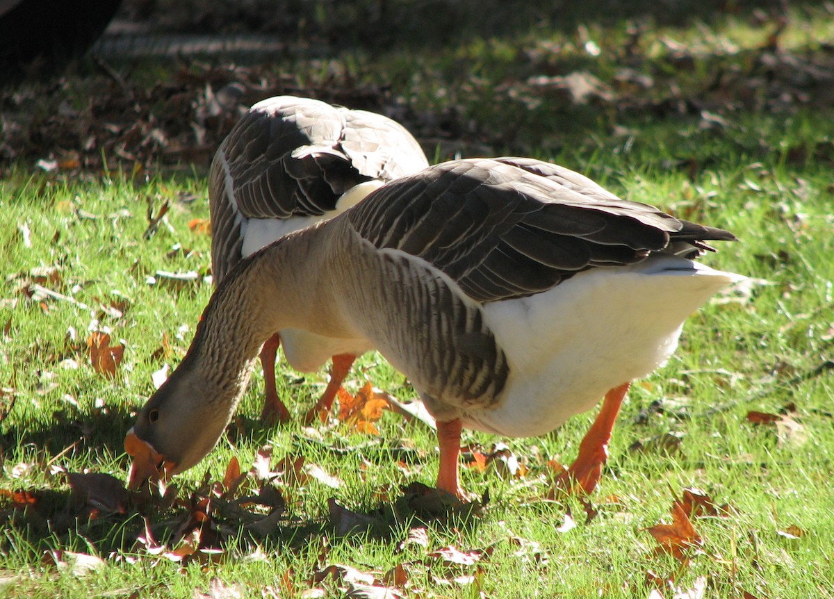 Greater White-fronted Goose - ML105792081