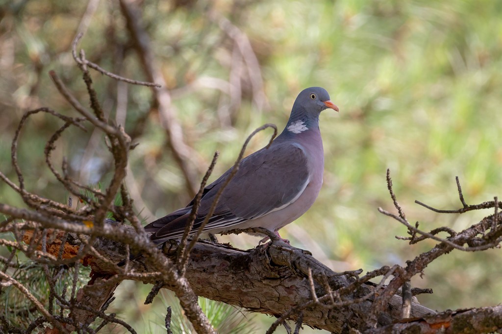 Common Wood-Pigeon - Alperen Akdemir