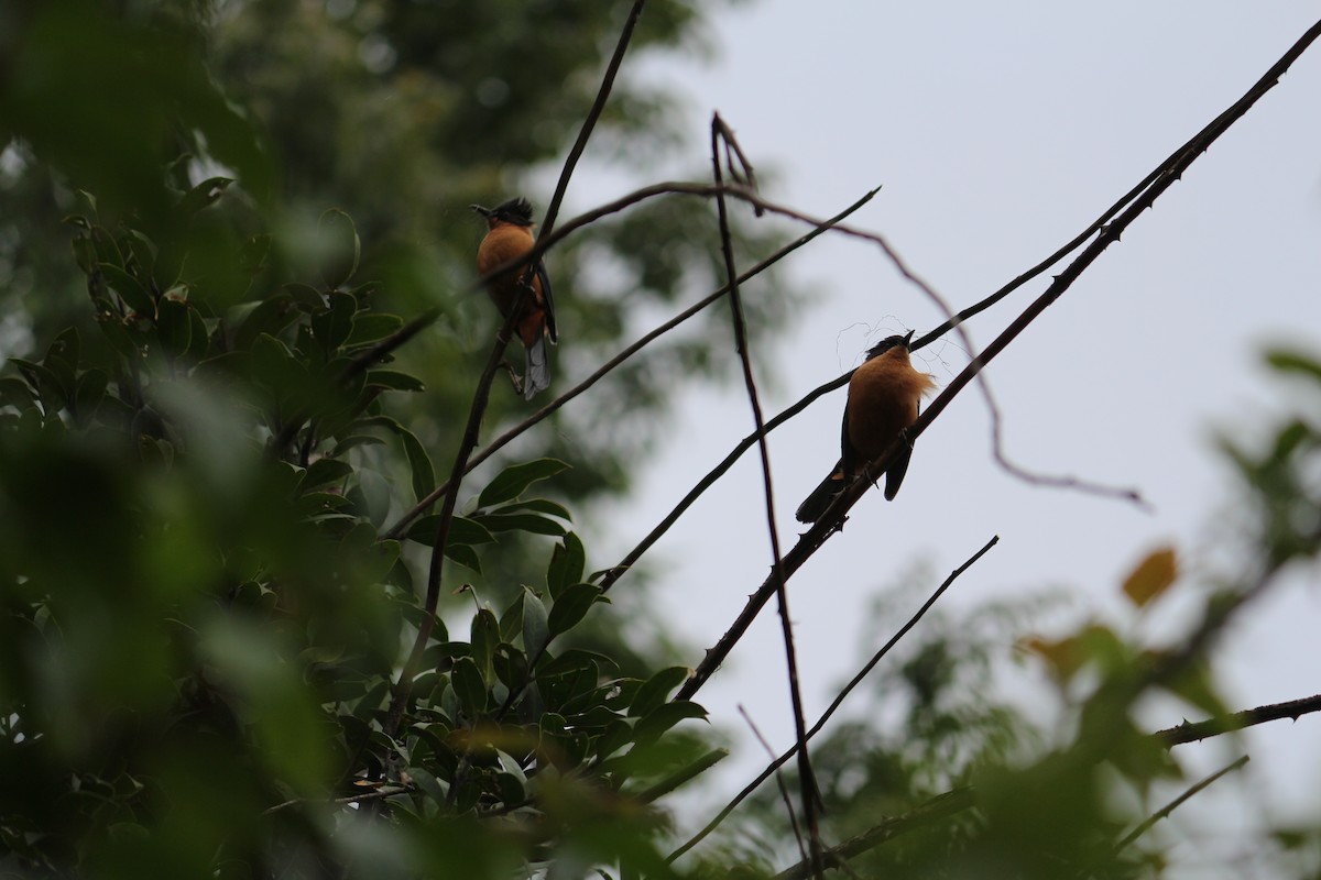 Rufous Sibia - ML105794031