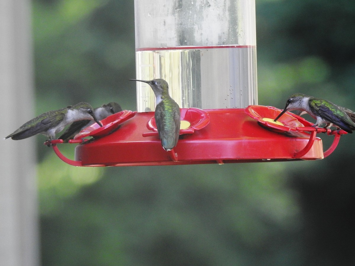 Ruby-throated Hummingbird - ML105796771