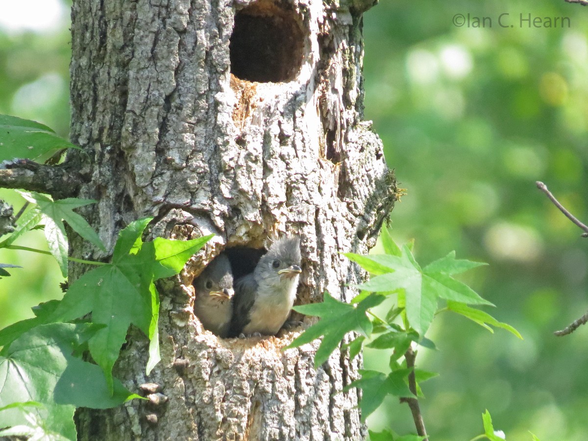 Tufted Titmouse - ML105797371