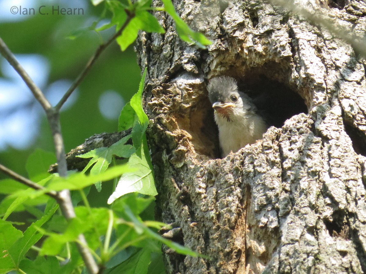 Tufted Titmouse - ML105797381