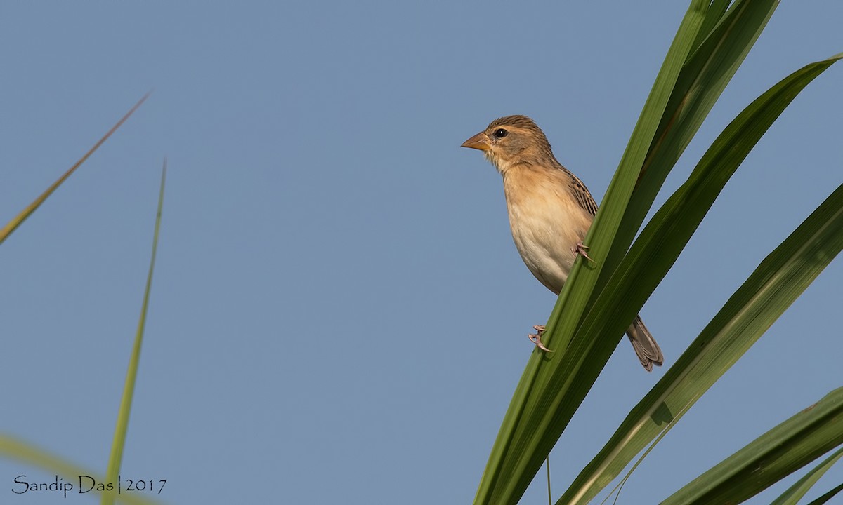 Baya Weaver - Sandip Das