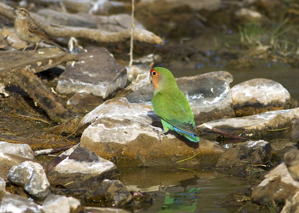 Rosy-faced Lovebird - ML105799961