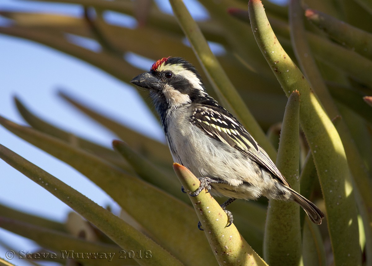 Pied Barbet - ML105800021