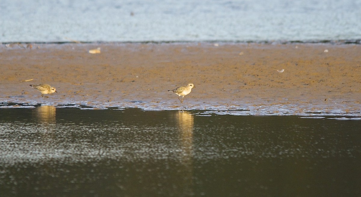 Black-bellied Plover - ML105801541