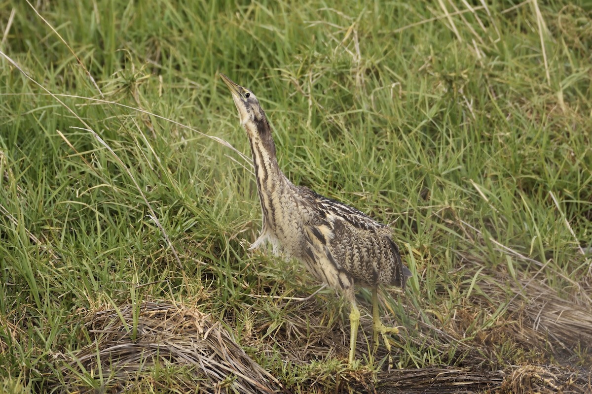 Australasian Bittern - Ken Crawley