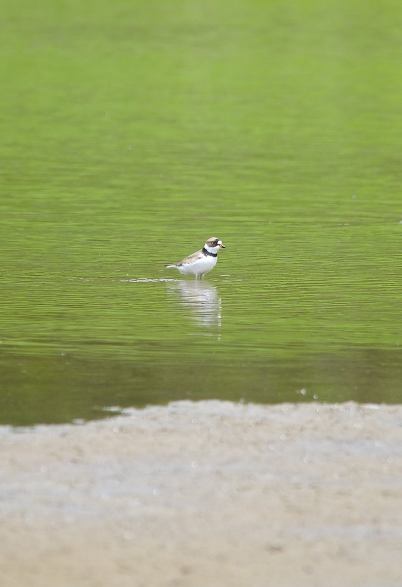 Semipalmated Plover - ML105801721