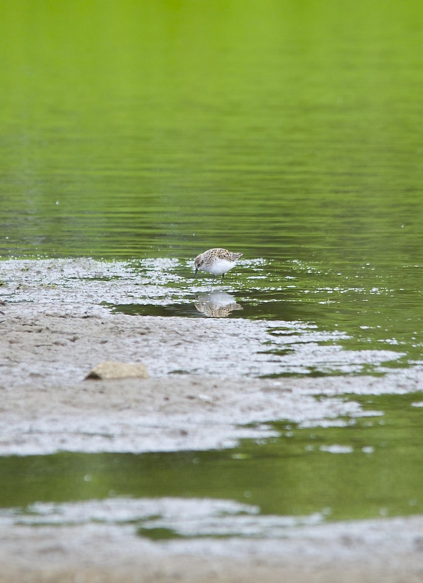 Semipalmated Sandpiper - ML105801741