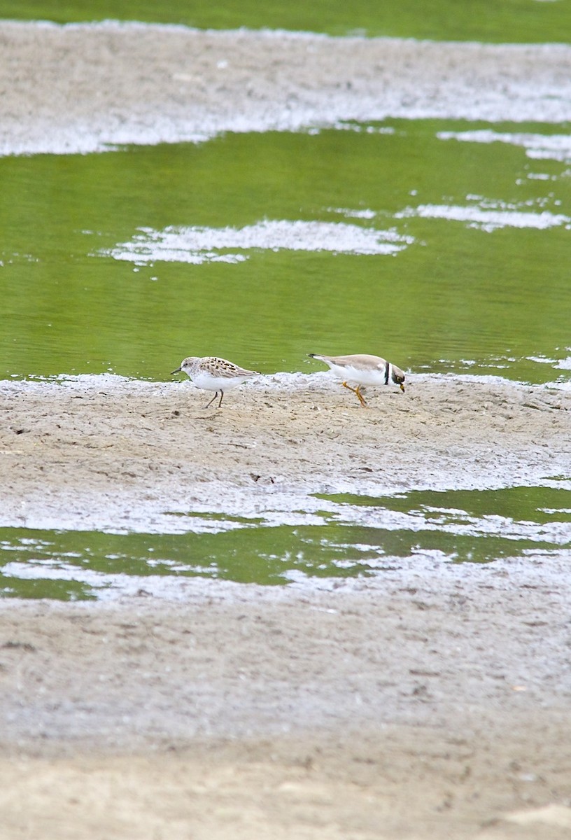 Semipalmated Sandpiper - ML105801751