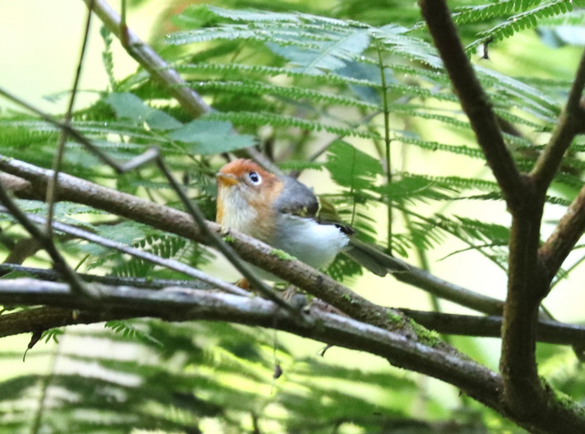 Sunda Warbler - ML105802171