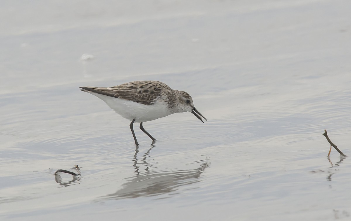Semipalmated Sandpiper - Ronnie d'Entremont