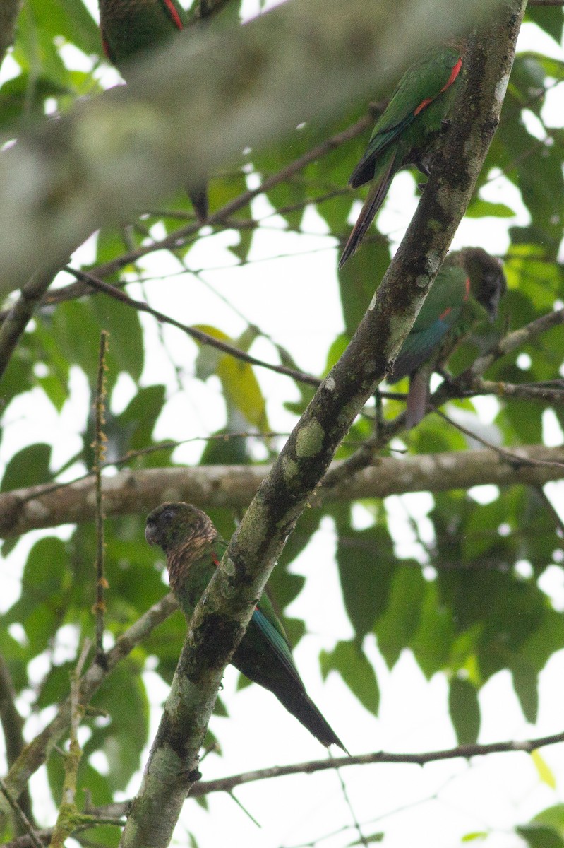 Maroon-tailed Parakeet - ML105806061