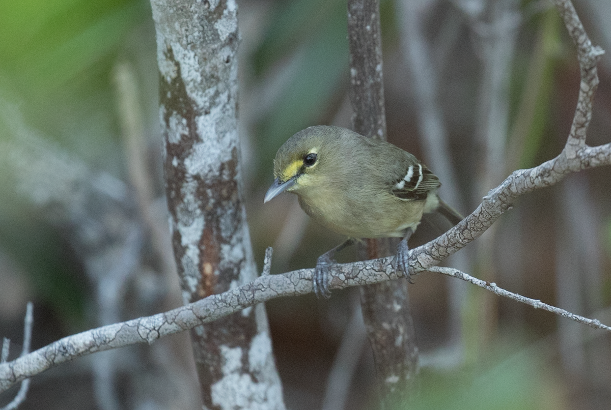 Thick-billed Vireo - Nick Dorian