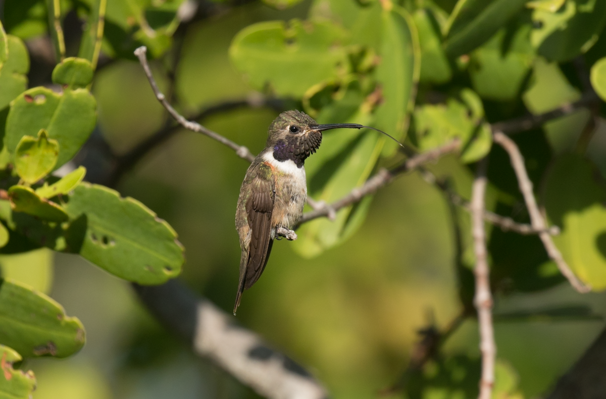 Colibrí de las Bahamas - ML105806321