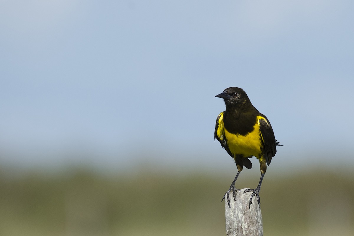 Yellow-rumped Marshbird - ML105806931