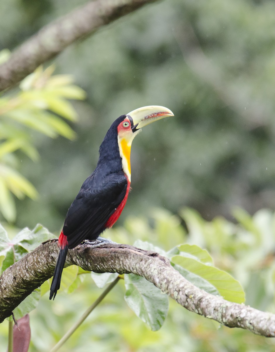 Red-breasted Toucan - ML105808051