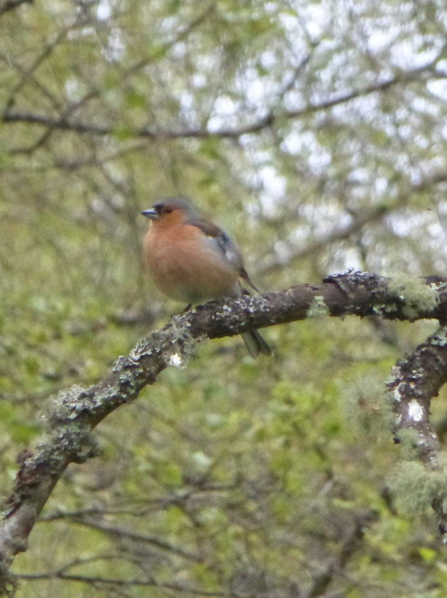 Common Chaffinch - ML105808481