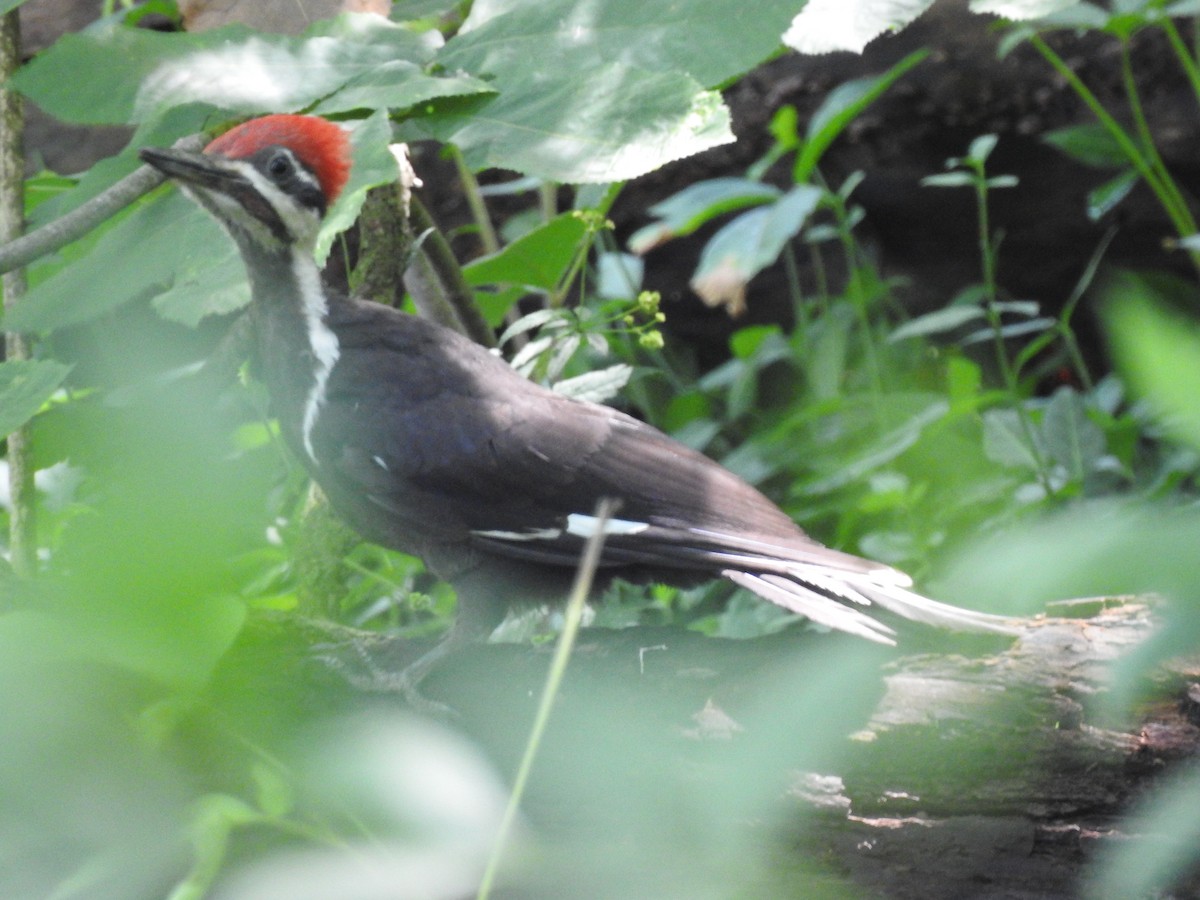 Pileated Woodpecker - ML105809051