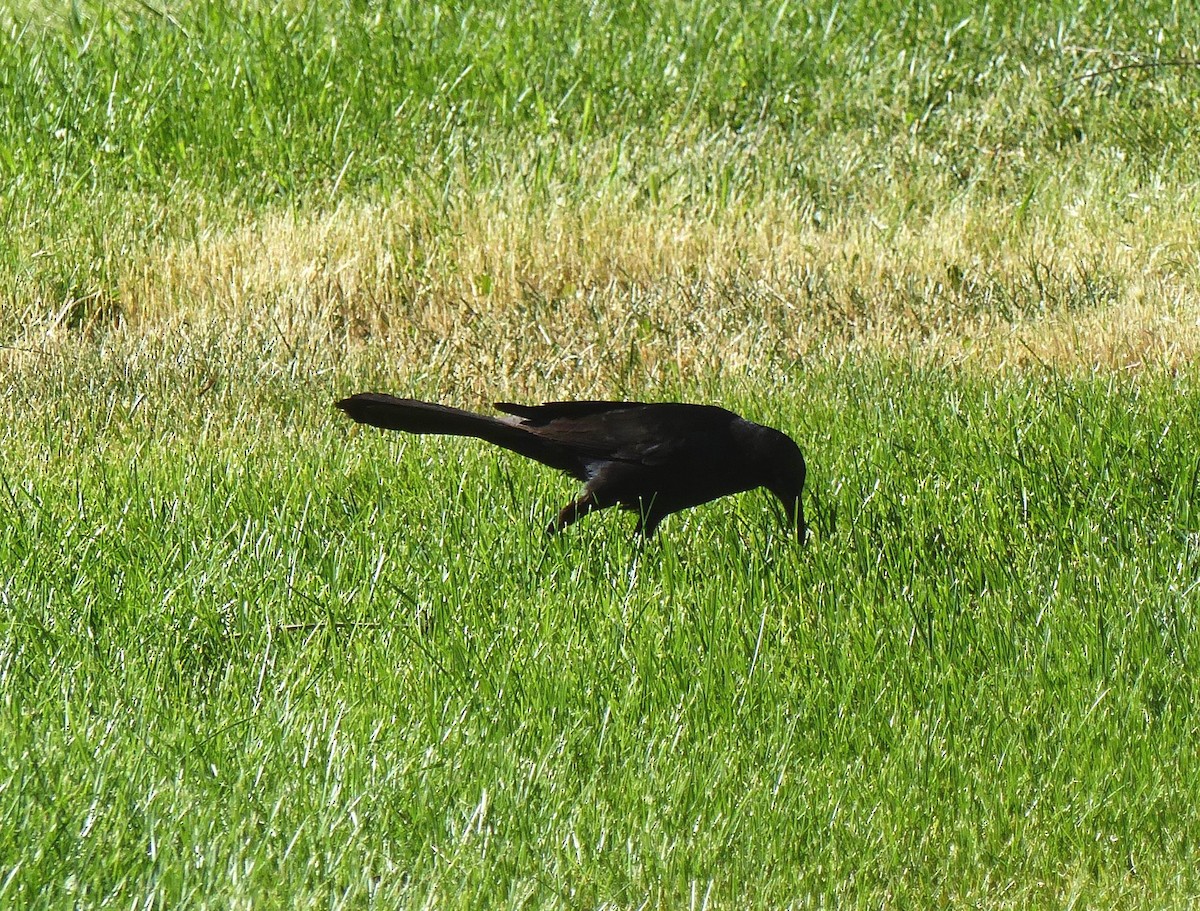Great-tailed Grackle - ML105809521