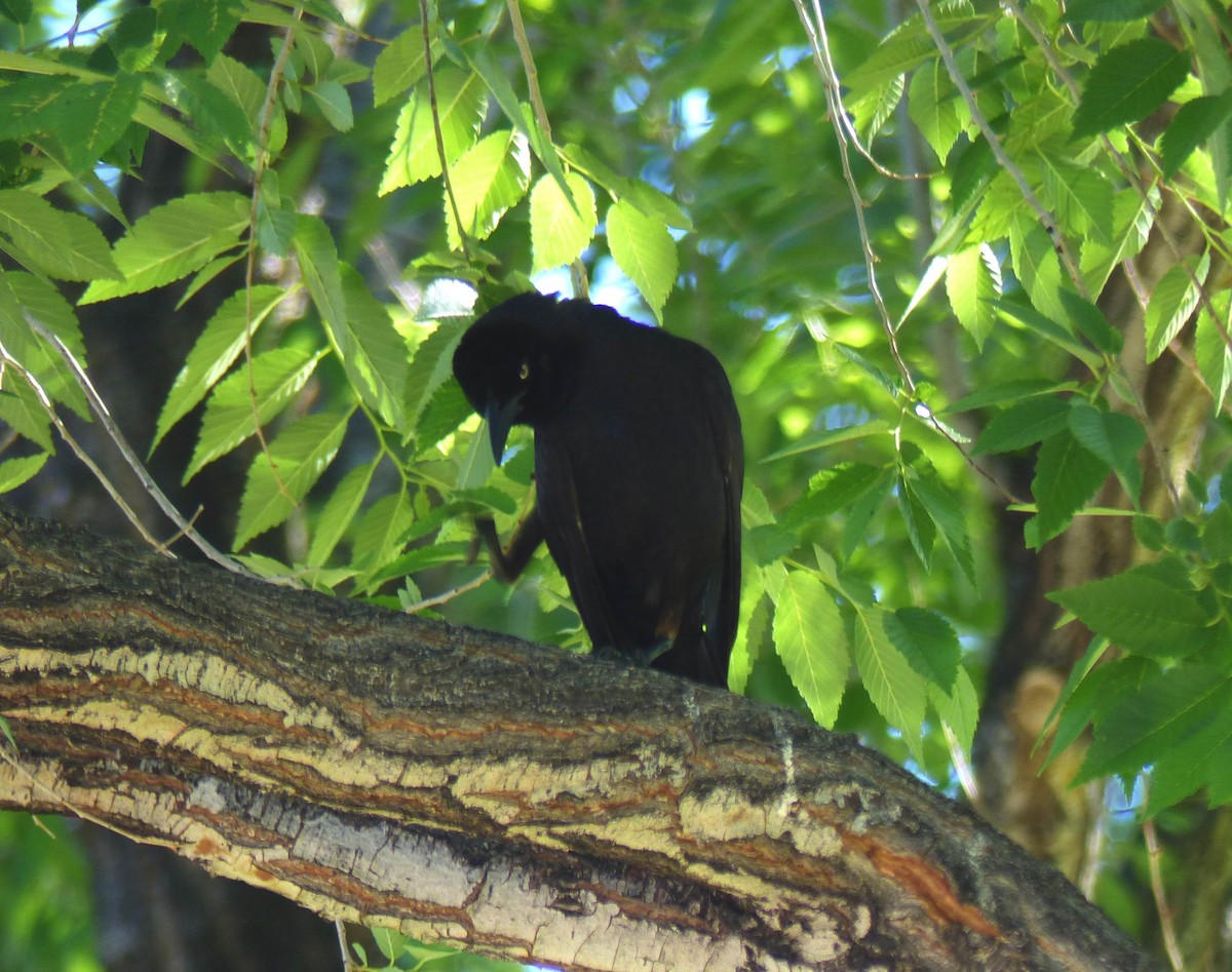 Great-tailed Grackle - ML105809531