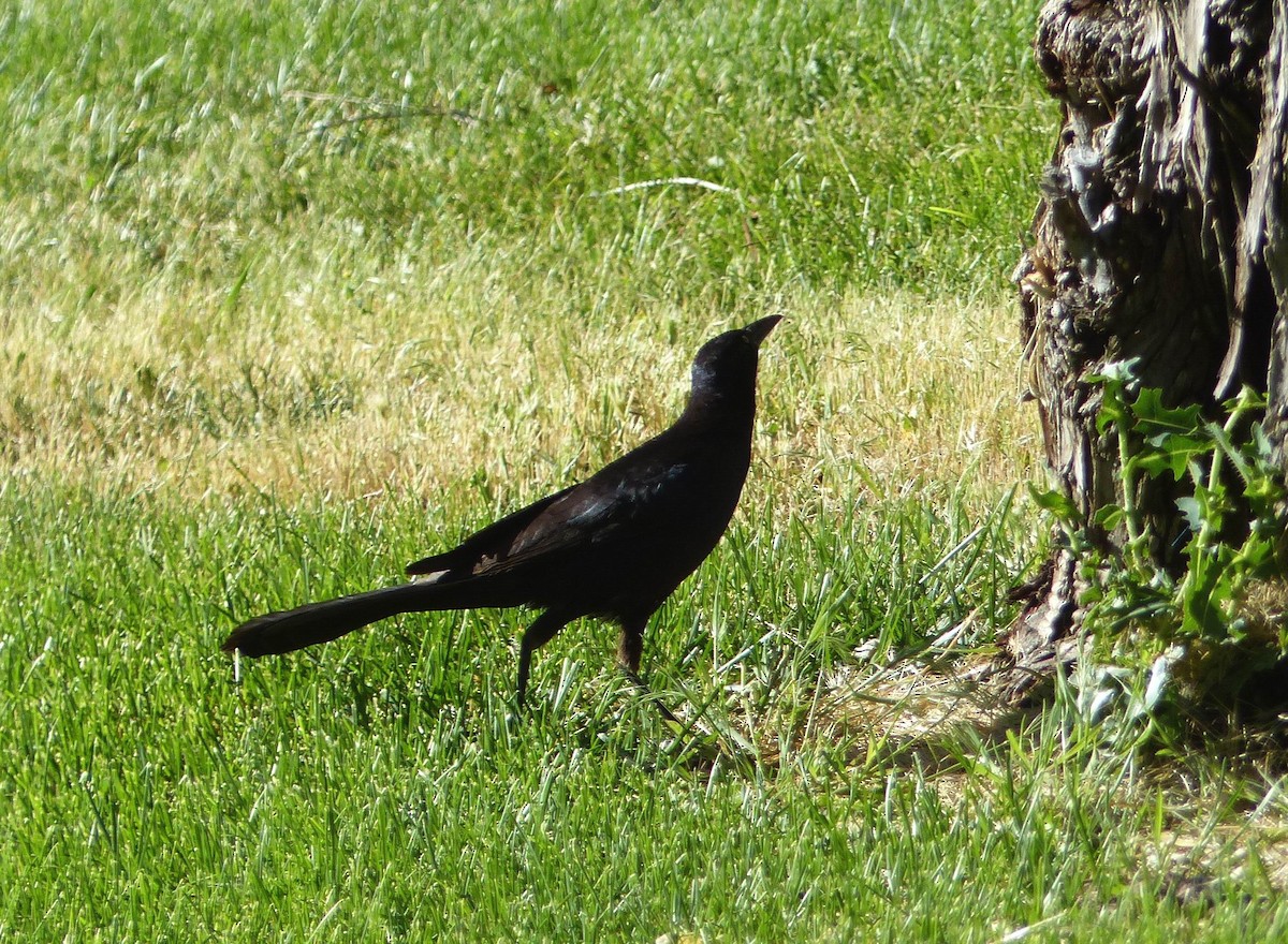 Great-tailed Grackle - ML105809541