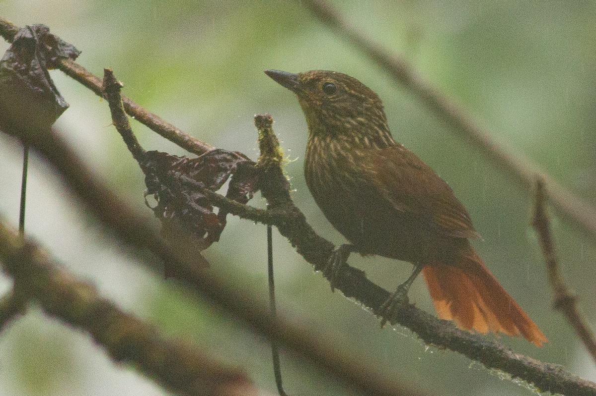 Lineated Foliage-gleaner - Angus Pritchard