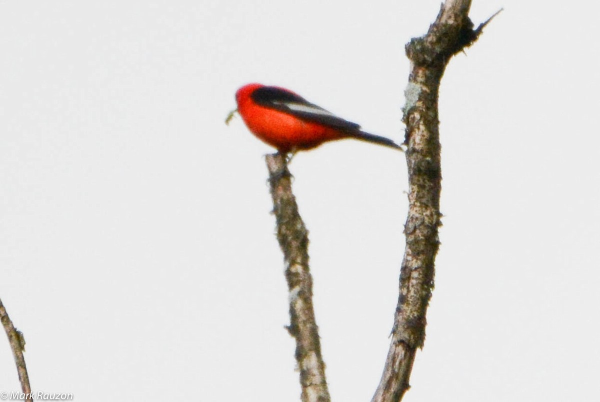 Scarlet Tanager - ML105810851