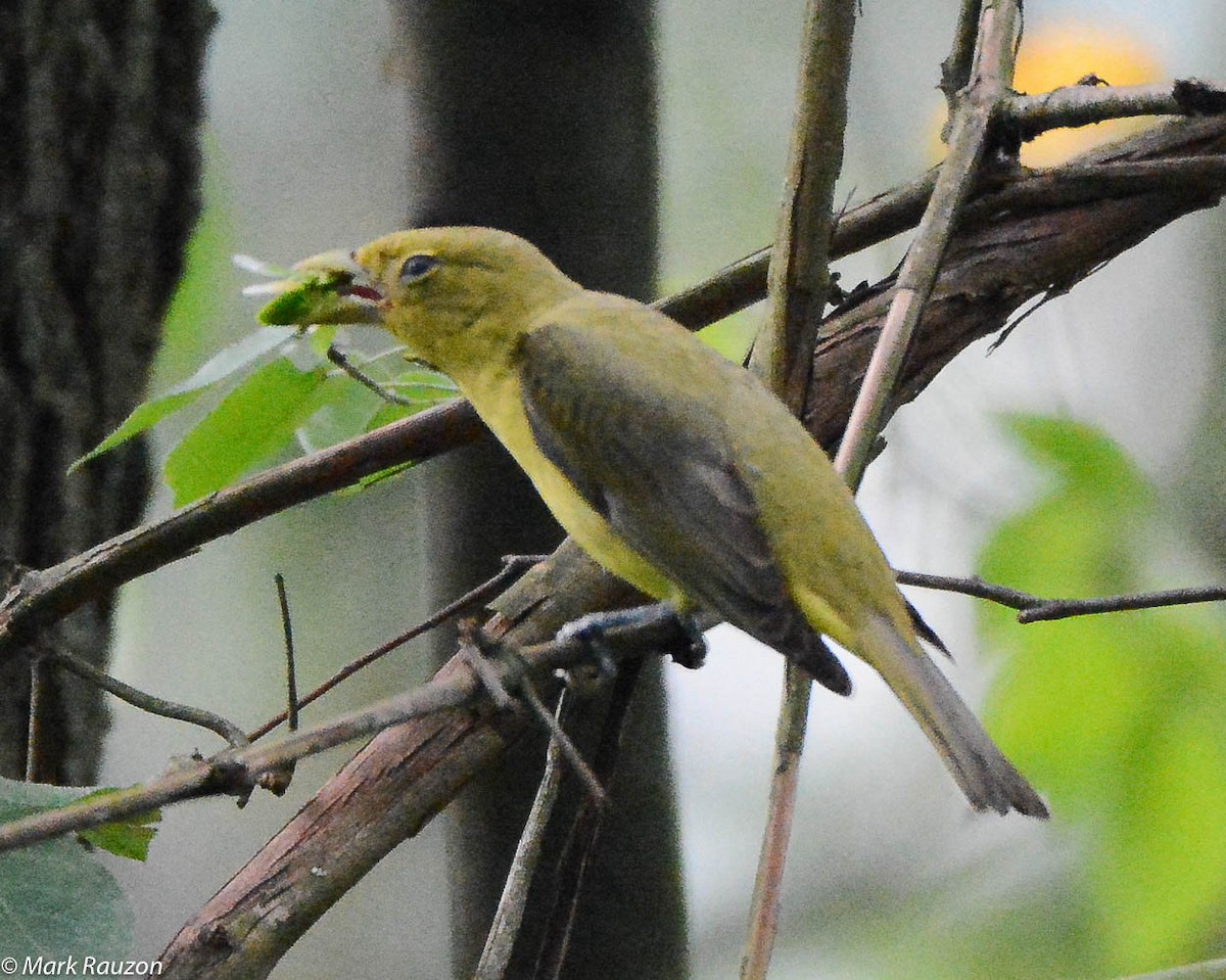 Scarlet Tanager - ML105810871