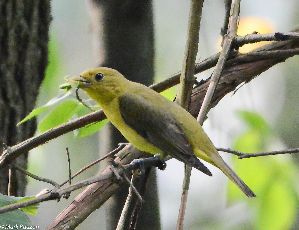 Scarlet Tanager - ML105810881