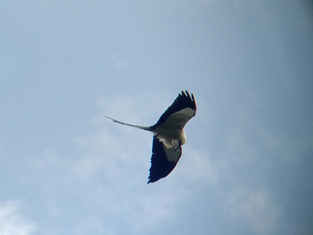 Swallow-tailed Kite - ML105812051