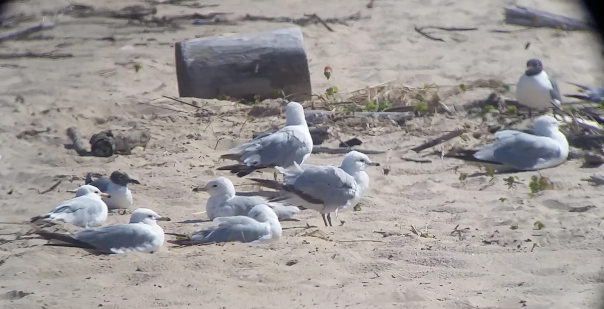 Laughing Gull - ML105813091