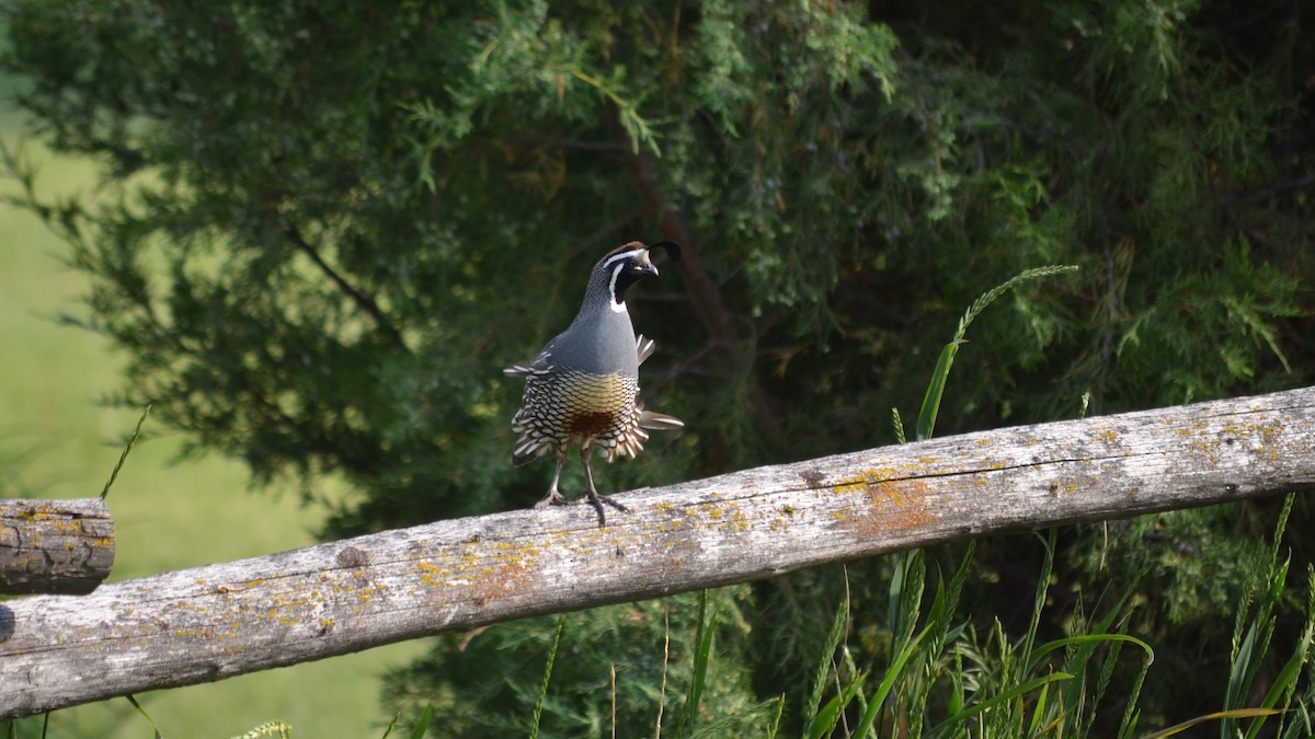 California Quail - ML105813501