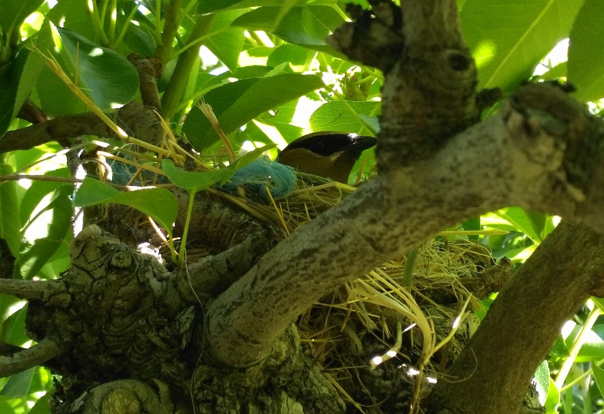 Cedar Waxwing - ML105814671