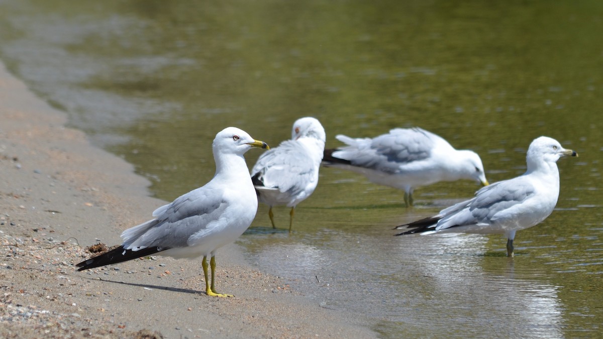 Ring-billed Gull - ML105815151