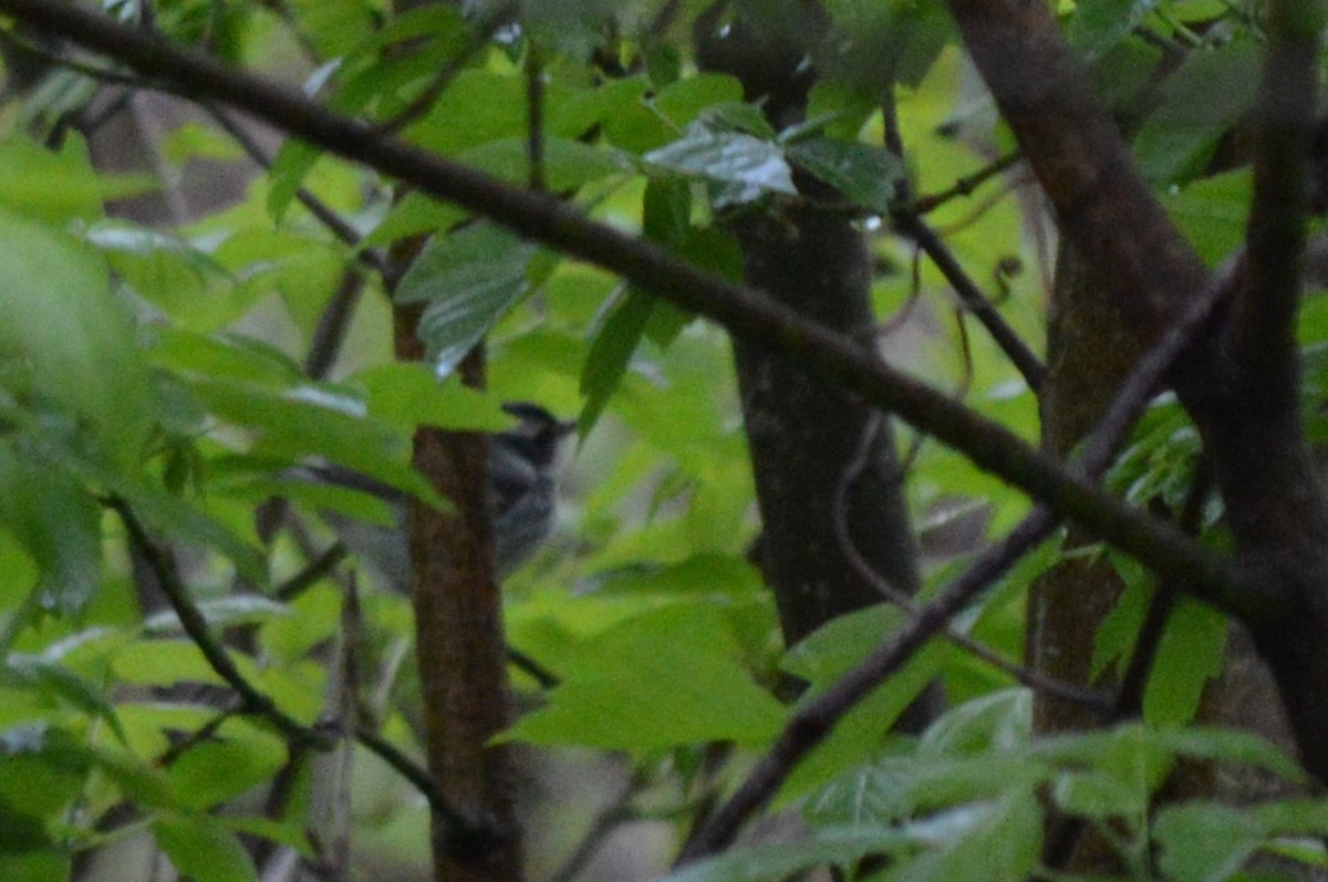 Black-throated Gray Warbler - ML105815631