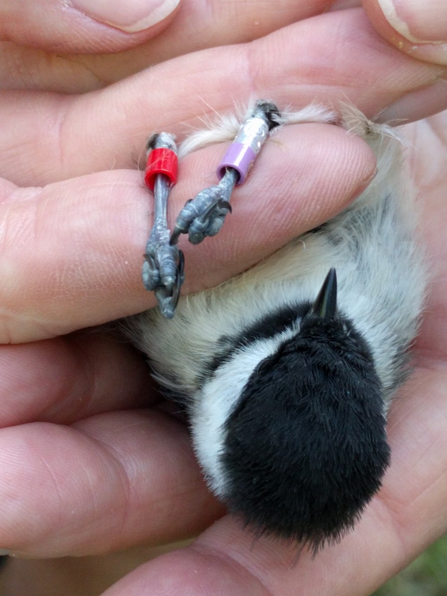 Black-capped Chickadee - ML105815921