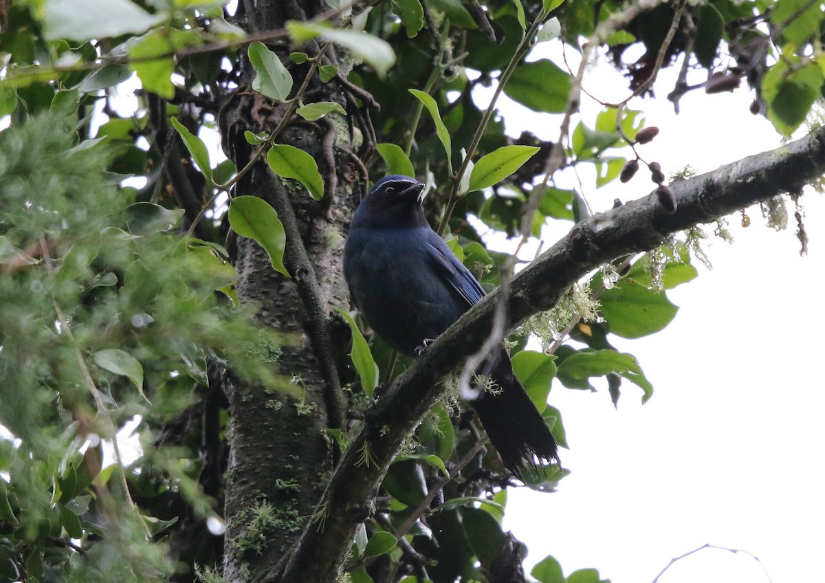 Black-throated Jay - Daniel Aldana | Ornis Birding Expeditions