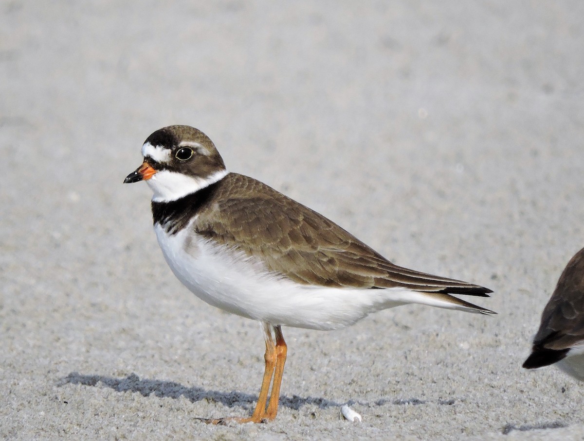 Semipalmated Plover - ML105817281