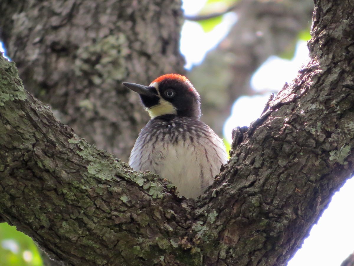 Acorn Woodpecker - ML105818551