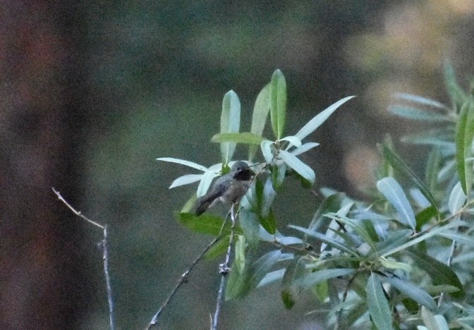 Broad-tailed Hummingbird - Larry Langstaff