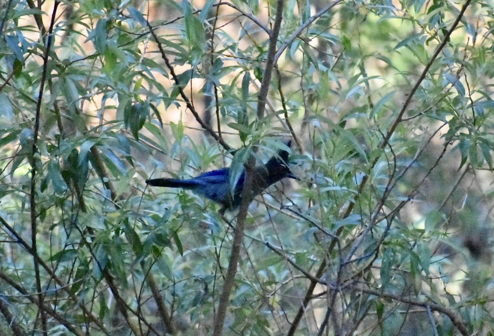 Steller's Jay (Southwest Interior) - ML105819581