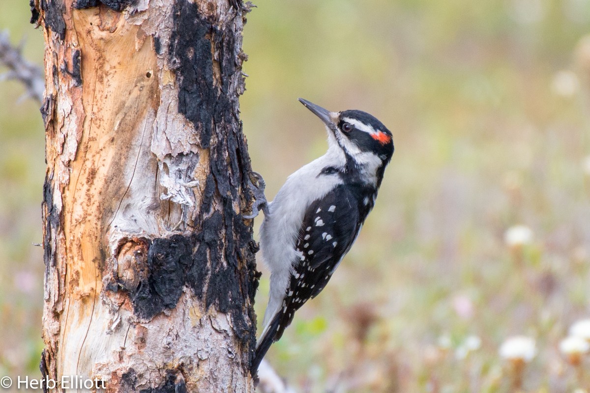 Hairy Woodpecker - Herb Elliott