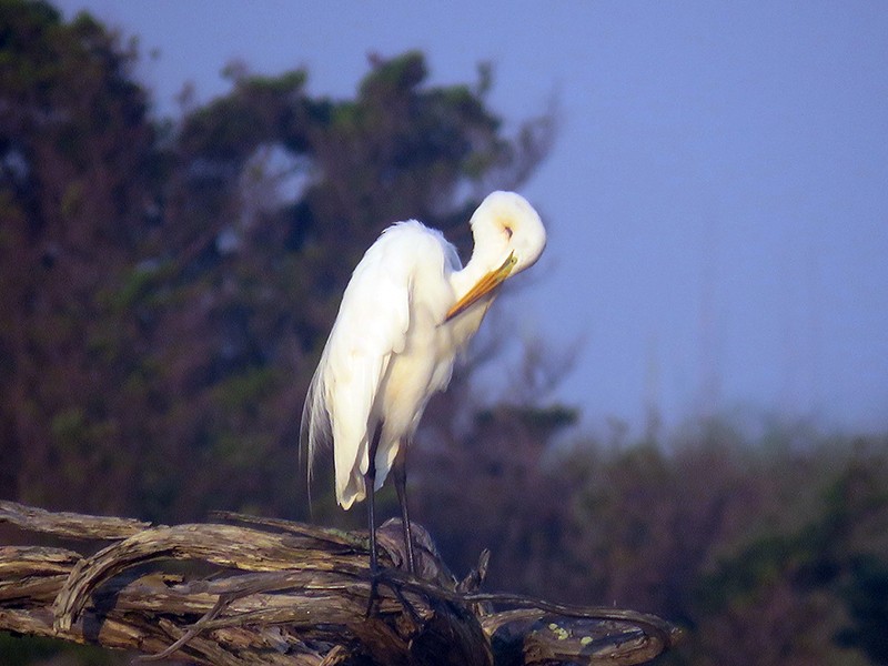 Great Egret - Karen Lebing