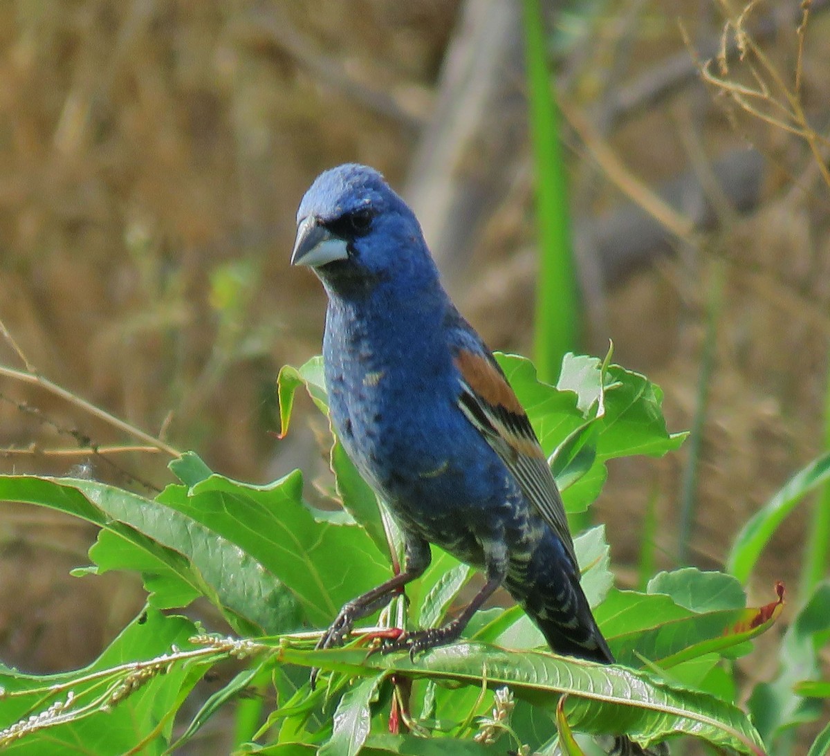 Blue Grosbeak - ML105825281